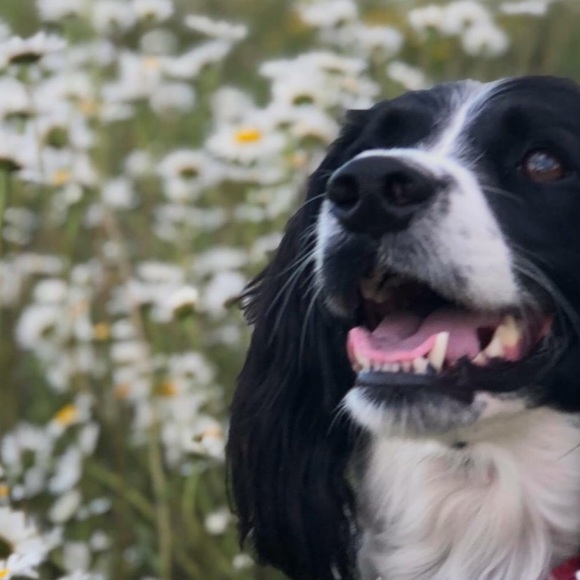 Meet your Posher, Emma - Picture 1 of 1